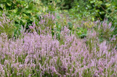 Yaz ormanlarında çalı çiçekleri kapanıyor.