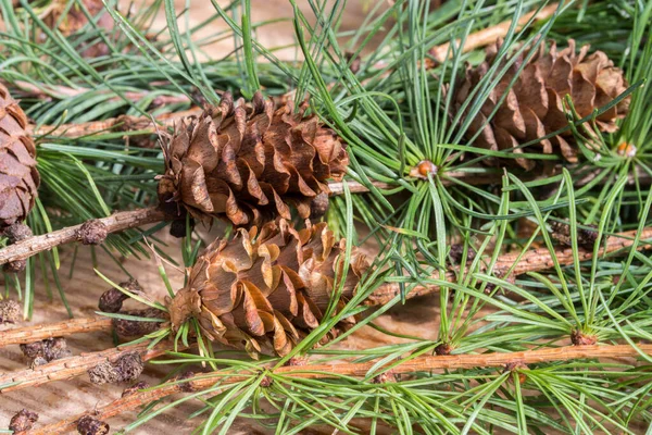 Larch Twigs Cones Closeup — Stock Photo, Image