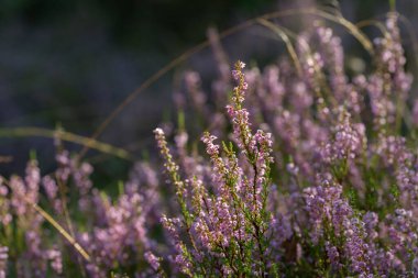 Ormandaki funda çiçekleri seçici odak noktalarını kapatır