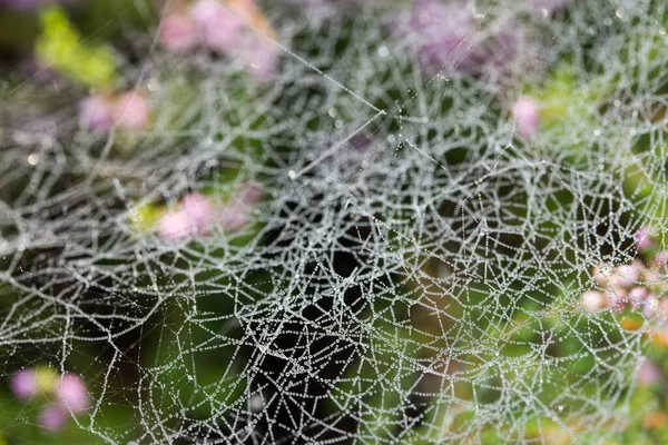 Pavučina Pokrytá Ranní Rosou Detailní Selektivní Ostření — Stock fotografie