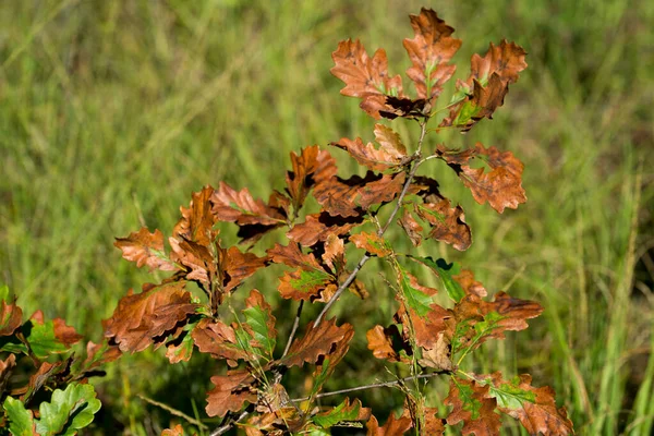 Foglie Quercia Marrone Ramo Primo Piano Fuoco Selettivo — Foto Stock