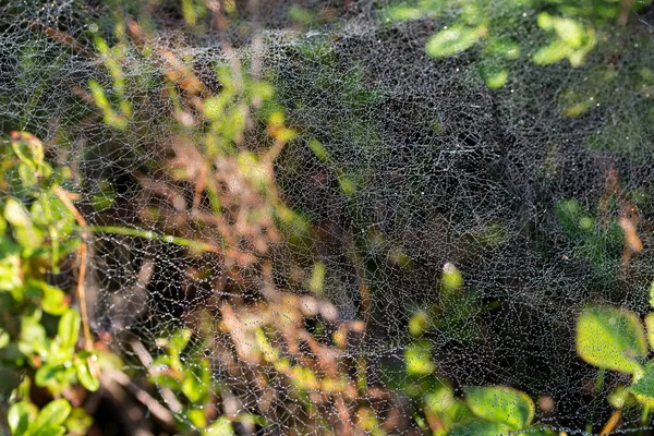 Spinnweben Bedeckt Mit Morgentau Nahaufnahme Selektiver Fokus — Stockfoto