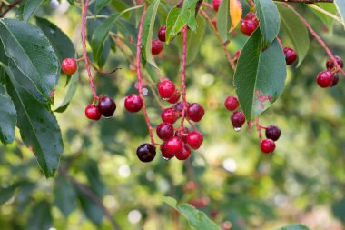 prunus padus böğürtlenleri yakın planda.