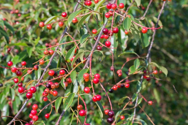 Prunus Padus Berries Twig Closeup — Stock Photo, Image