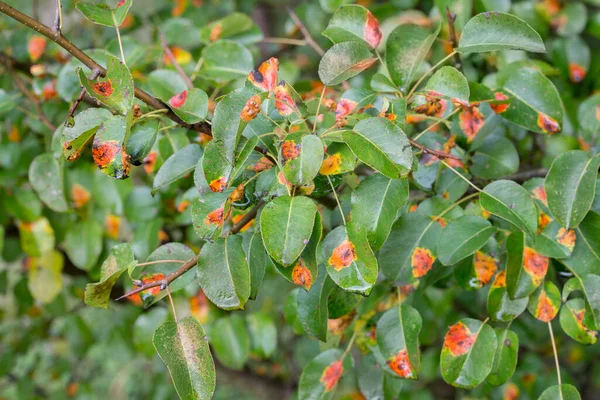 Spaljéer Rost Päron Gröna Blad Närbild Selektivt Fokus — Stockfoto