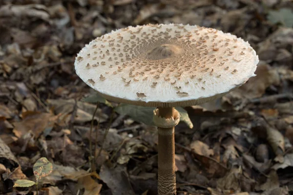 Makrolepiota Procera Parasoll Svamp Närbild Selektivt Fokus — Stockfoto