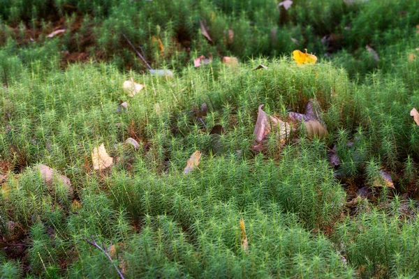 Gefallene Herbstblätter Auf Moos Häufige Haarkappe Nahaufnahme Selektiver Fokus — Stockfoto