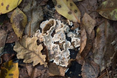 Laxitextum bicolor, bitki patojen mantarı yakın plan seçici odak