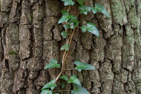 Κισσός Φύλλα Κορμό Βελανιδιάς Στο Δάσος Επιλεκτική Εστίαση — Φωτογραφία Αρχείου