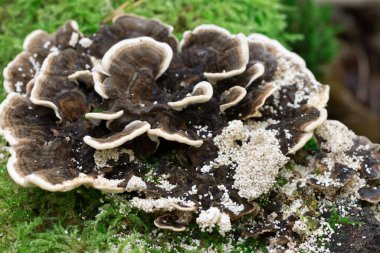 Trametes versicolor, hindi kuyruğu mantarı ağaç kütüğünde yakın plan seçici odak