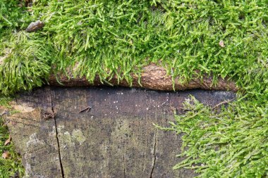 Yosun kaplı eski ağaç kütüğü seçici odak noktası