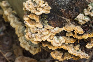 Turuncu Trametes, düşmüş huş ağacının versicolor yakın plan seçici odak noktası
