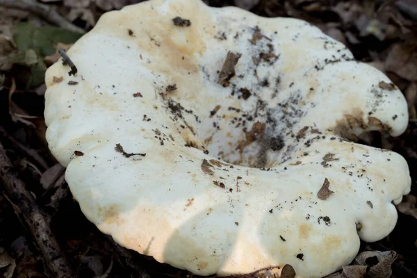 Lactifluus Vellereus Flauschige Milchkappe Selektiven Waldfokus — Stockfoto