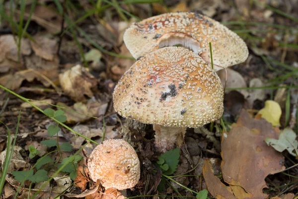 Setas Amanita Bosque Enfoque Selectivo Primer Plano —  Fotos de Stock