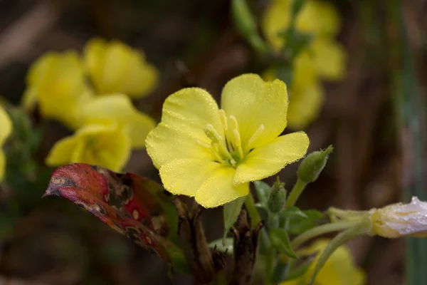 Oenothera Biennis Обыкновенные Вечерние Первоцветные Желтые Цветы Луговой Макроселективной Фокусировке — стоковое фото