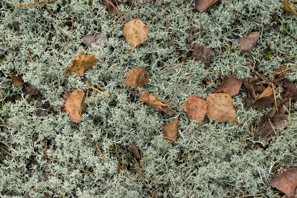 자작나무 지의류인 Cladonia Arbuscula Closeup — 스톡 사진