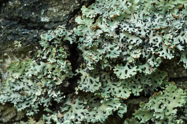 Lichen Hypogymnia Fyzody Strom Detailní Selektivní Zaměření — Stock fotografie