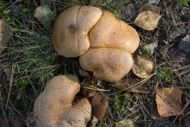 Suillus bovinus, bovine bolete, mantarlar yakın plan seçici odaklanma