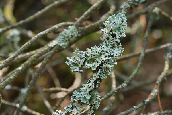 Flechten Hypogymnia Physodes Tree Closeup Selektiver Fokus — Stockfoto