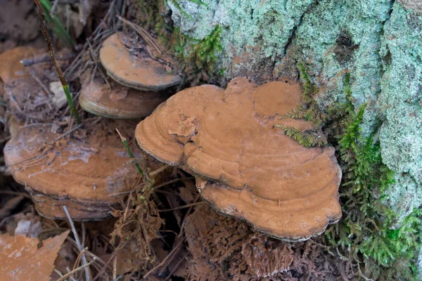 예술가의 대괄호인 Ganoderma Applanatum 그루터기에 곰팡이를 바르고 선택적으로 — 스톡 사진