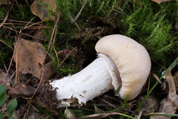 Cortinarius Aueratus Zigeunerpilz Nahaufnahme — Stockfoto