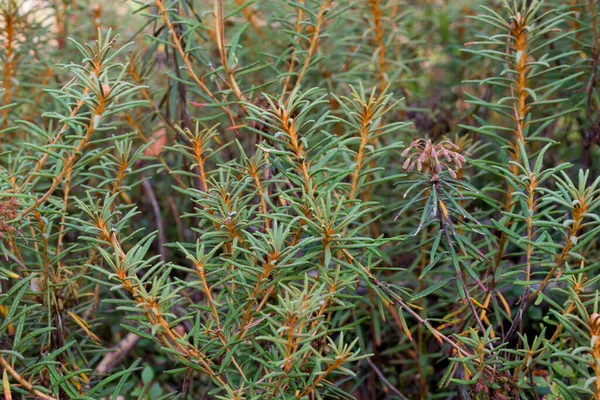 Rhododendron Tomentosum Marsh Labrador Tea Forest Closeup Selective Концентрація — стокове фото