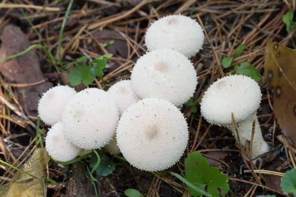 Lycoperdon Perlatum Vanlig Puffboll Vit Svamp Skogen Närbild Selektiv Fokus — Stockfoto