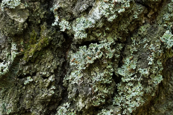 Líquen Hypogymnia Physodes Árvore Closeup Foco Seletivo — Fotografia de Stock