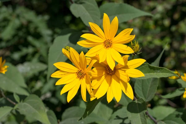 Topinambour Helianthus Tuberosus Fleurs Jaunes Gros Plan Foyer Sélectif — Photo