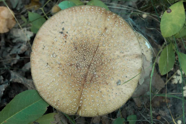 Amanita Svamp Skogen Närbild Selektivt Fokus — Stockfoto