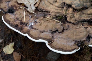 Ganoderma applanatum, sanatçı parantezi, ağaç kütüğünde ayı ekmek mantarı seçici odaklanma