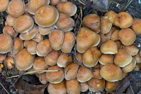 Hypholoma Fasciculare Sulphur Tuft Mushrooms Close Seup Slective Focus — стоковое фото