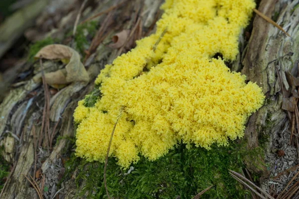 Fuligo Septica Slime Mold Scrambled Egg Slime Fungus Tree Stump — Stock Photo, Image