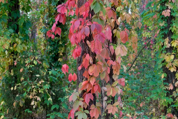 Colorful Parthenocissus Quinquefolia Virginia Creeper Autumn Forest Selective Focus — стоковое фото