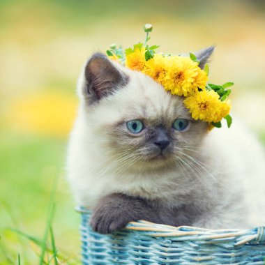 Bahçede bir sepet içinde küçük bir yavru kedi, bir çiçek çelenk ile taç oturur