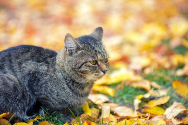 Kedi yapraklarda açık oturma Güz