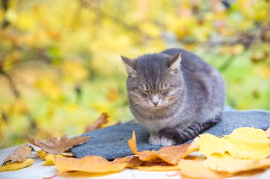 Sonbahar bahçe en rahatlatıcı kedi