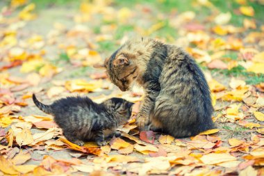 İle anne kedi bir bahçe sonbaharda düşen yapraklar üzerinde küçük kedi yavrusu