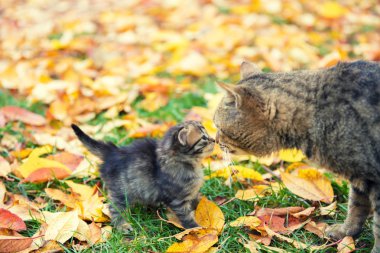 İle anne kedi bir bahçe sonbaharda düşen yapraklar üzerinde küçük kedi yavrusu
