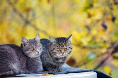 İki kedi rahatlatıcı sonbahar bahçesinde