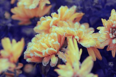 Hoarfrost sonbahar bahçedeki kasımpatı çiçekleri kaplı