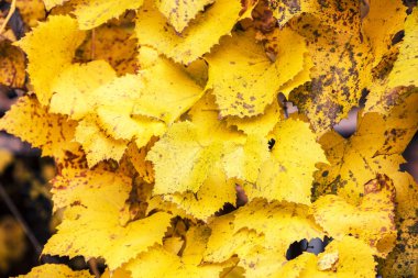 Doğal sonbahar arka plan altın üzüm yaprakları