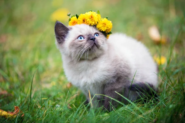 Kleine Kitten Gekroond Met Bloem Krans Buiten Tuin — Stockfoto