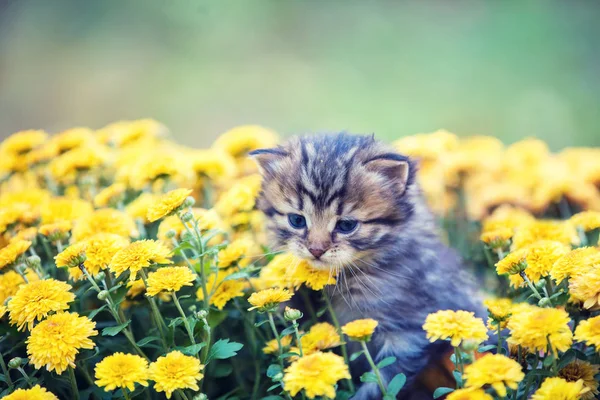 Μικρό Γατάκι Κίτρινα Λουλούδια Στον Κήπο — Φωτογραφία Αρχείου