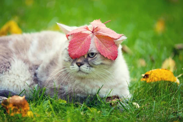 Porträt Der Siamesischen Katze Mit Blatt Auf Dem Kopf Katze — Stockfoto