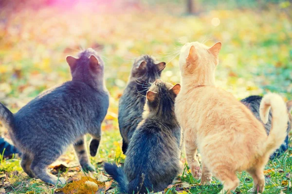 Group of cats in the autumn garden looking up