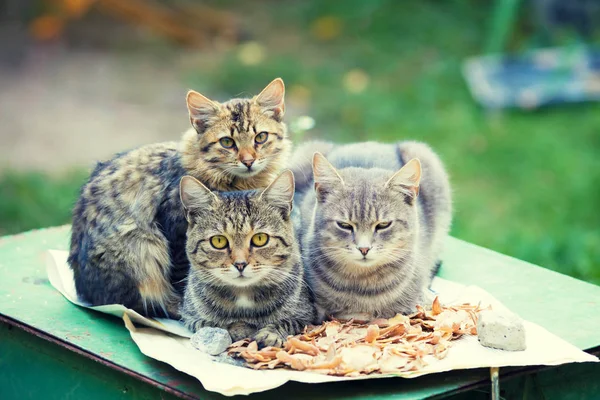 Gatos Árvores Deitados Jardim Outono — Fotografia de Stock