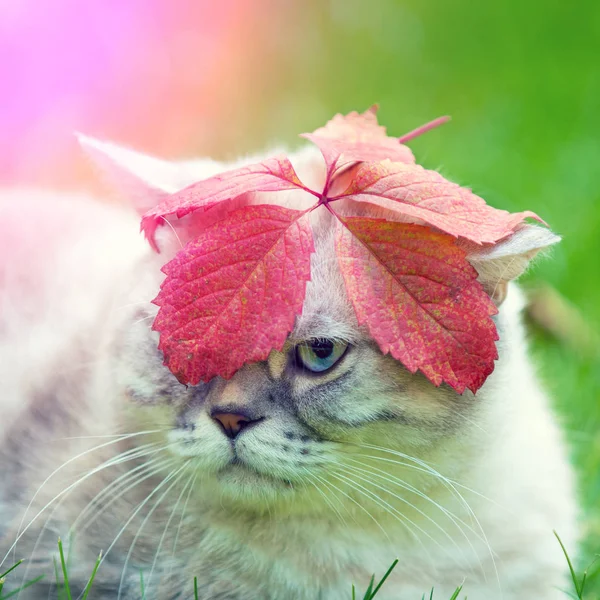 Porträt Einer Katze Mit Blatt Auf Dem Kopf Katze Liegt — Stockfoto