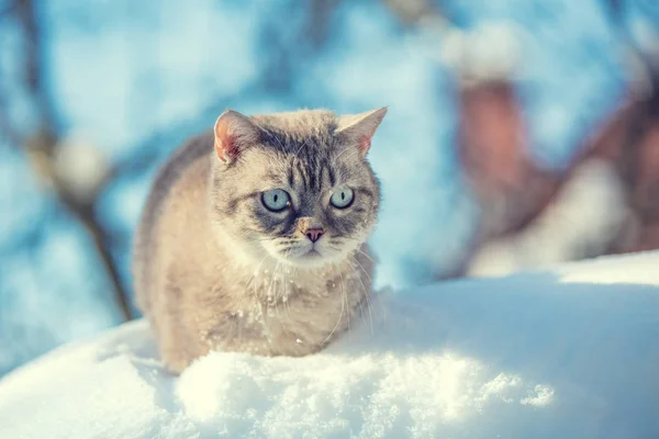 冬の深い雪の中に座っているかわいいシャム猫 — ストック写真