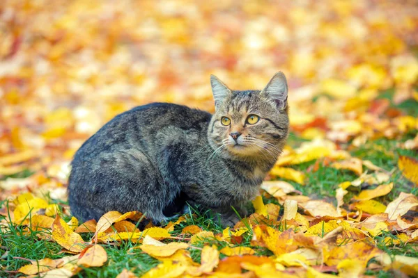 Chat Assis Extérieur Sur Les Feuilles Automne — Photo